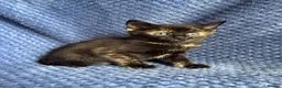 Maine Coon cats for sale: Maine coon x  - Advert 38