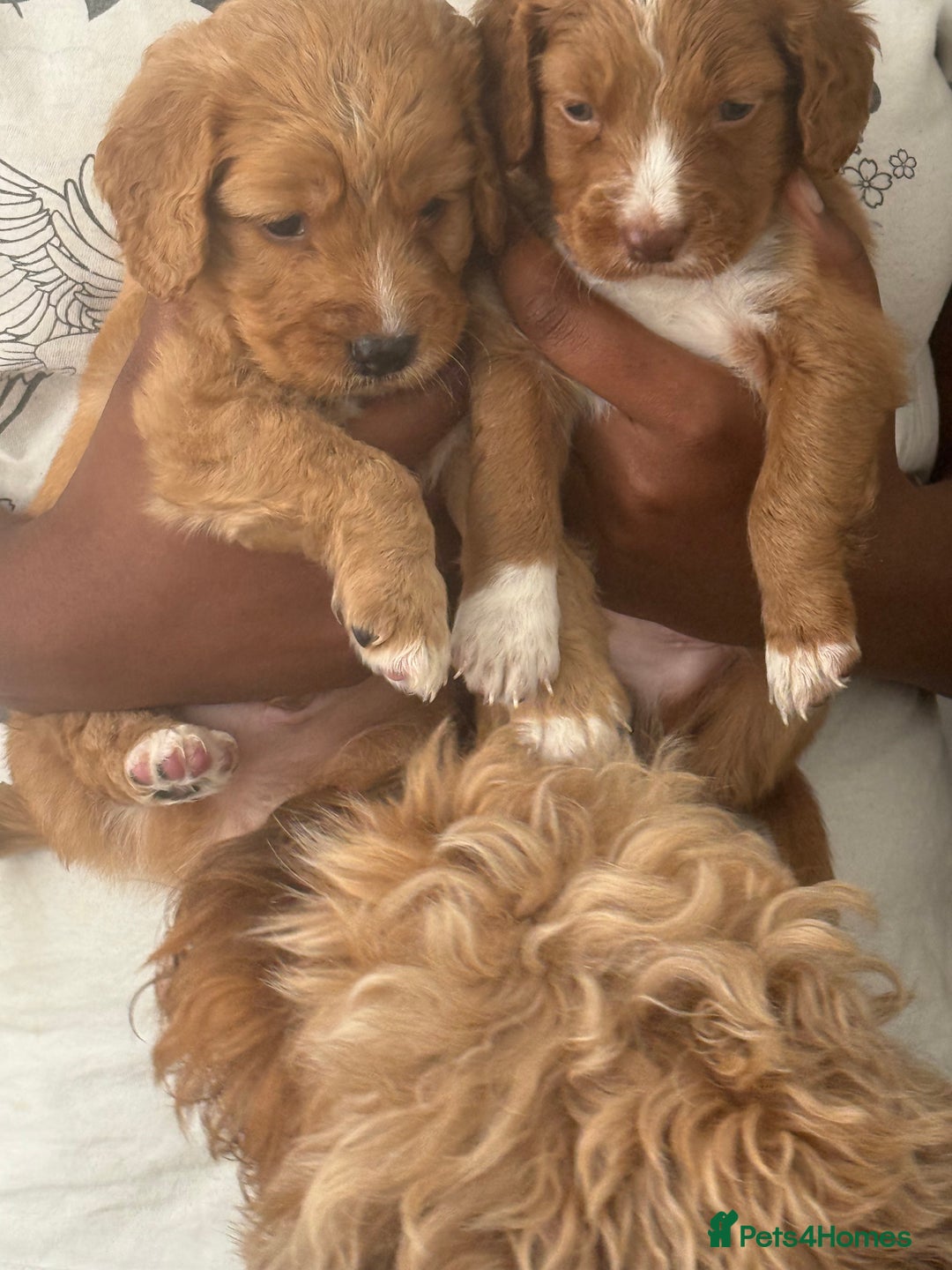 Cockapoo dogs for sale: 2 Beautiful Boy Cockapoo Puppies Left!! - Image 9