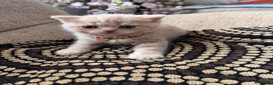 Scottish Straight Shorthair Kitten 1