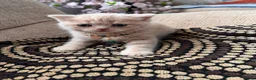 British Shorthair cats for sale: 😻CREAM & RED COLOUR KITTENS 😻 - Advert 13