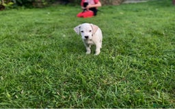 Mixed Breed dogs for sale: Pattendales cross ready now 🩷 - Image 4