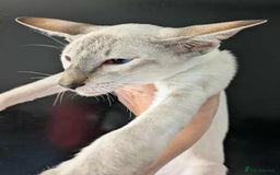 Siamese cats for sale: Siamese Kittens For Sale. - Image 11