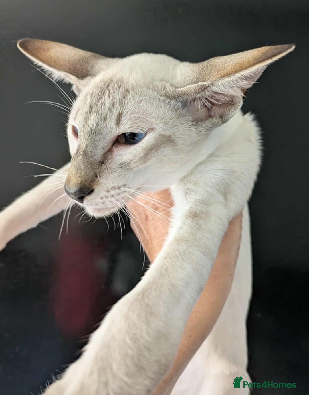 Siamese cats for sale: Siamese Kittens For Sale. - Image 11