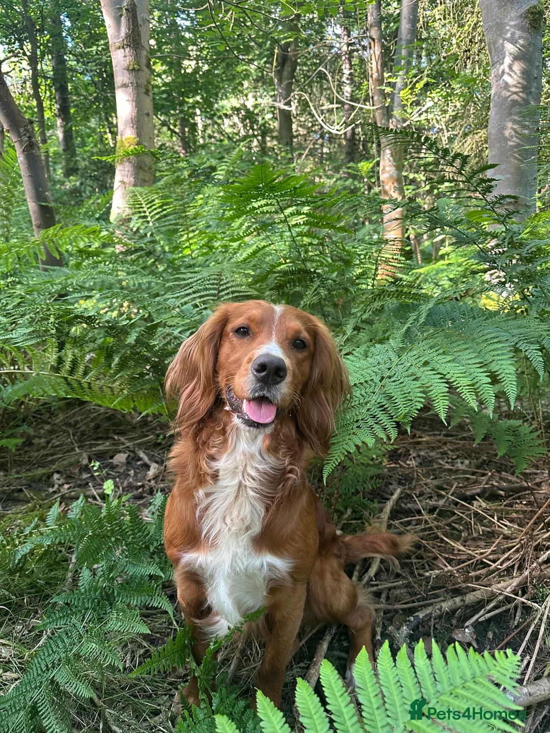 Cocker Spaniel dogs for stud: K.C Deep Red Working Cocker Proven Stud in Cramlington - Advert 5