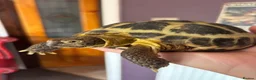 Tortoise reptiles for sale: Horsefield Tortoise in Nottingham - Advert 1
