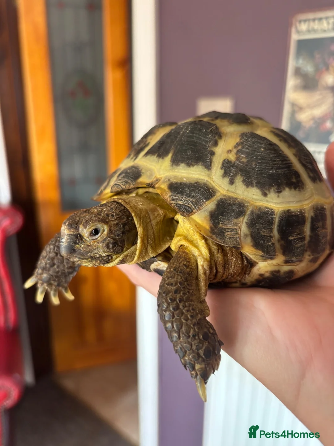 Tortoise reptiles for sale: Horsefield Tortoise in Nottingham - Advert 1