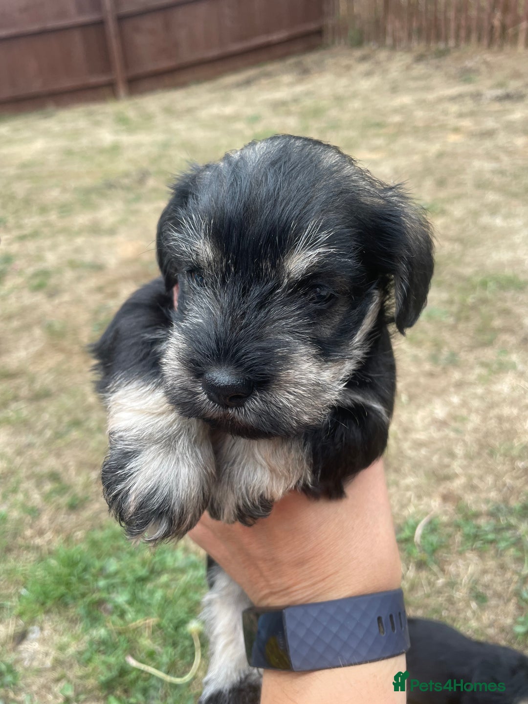 Miniature Schnauzer dogs for sale: KC reg Beautiful miniature Schnauzer puppies  - Image 4