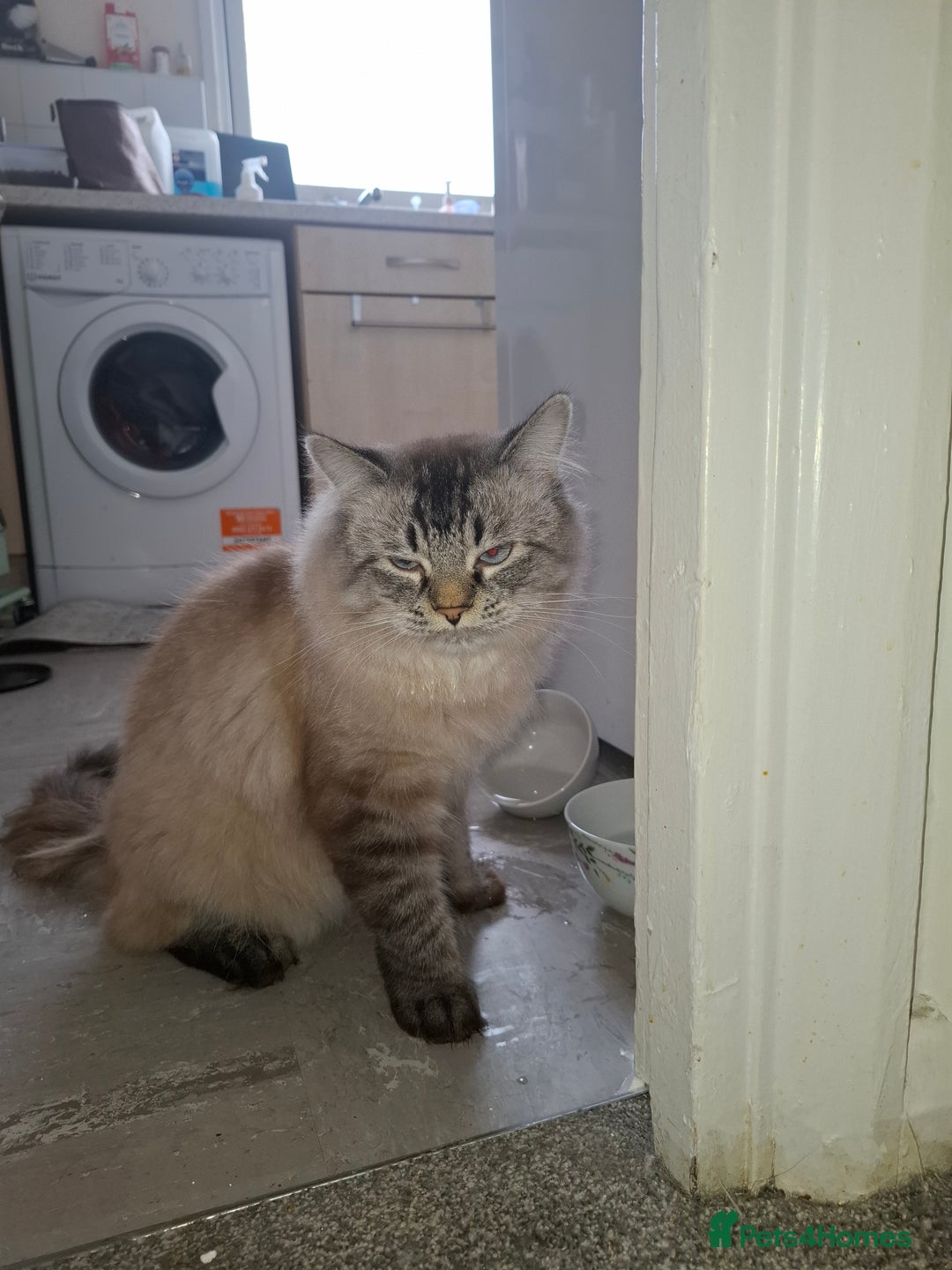 Ragdoll cats for sale: Kittens  - Image 8