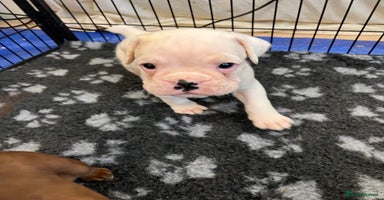 Boxer dogs - Advert 2