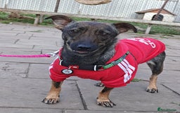Mixed Breed dogs for adoption: 💖🐶 MALVA 🐶💖 - Image 9