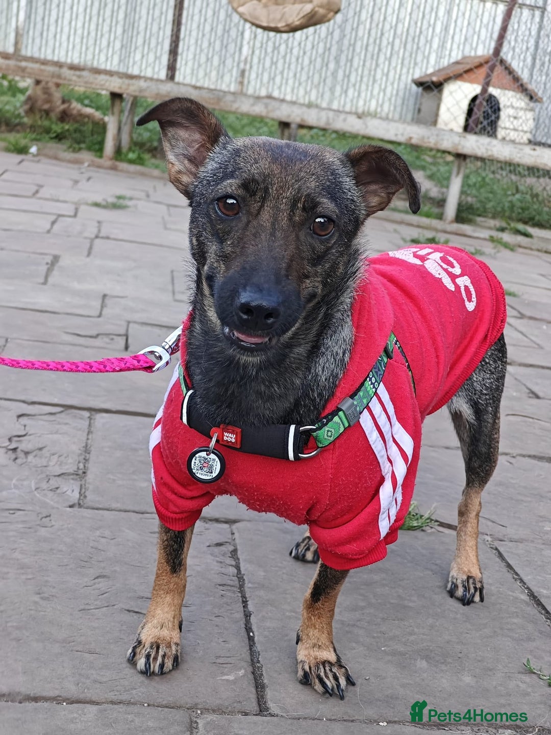 Mixed Breed dogs for adoption: 💖🐶 MALVA 🐶💖 - Image 9