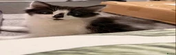 Mixed Breed cats for sale: (Ready Now) Mixed Breed Kittens in Northampton - Advert 4