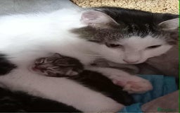 Mixed Breed cats for sale: 4 kittens for sale - Image 1