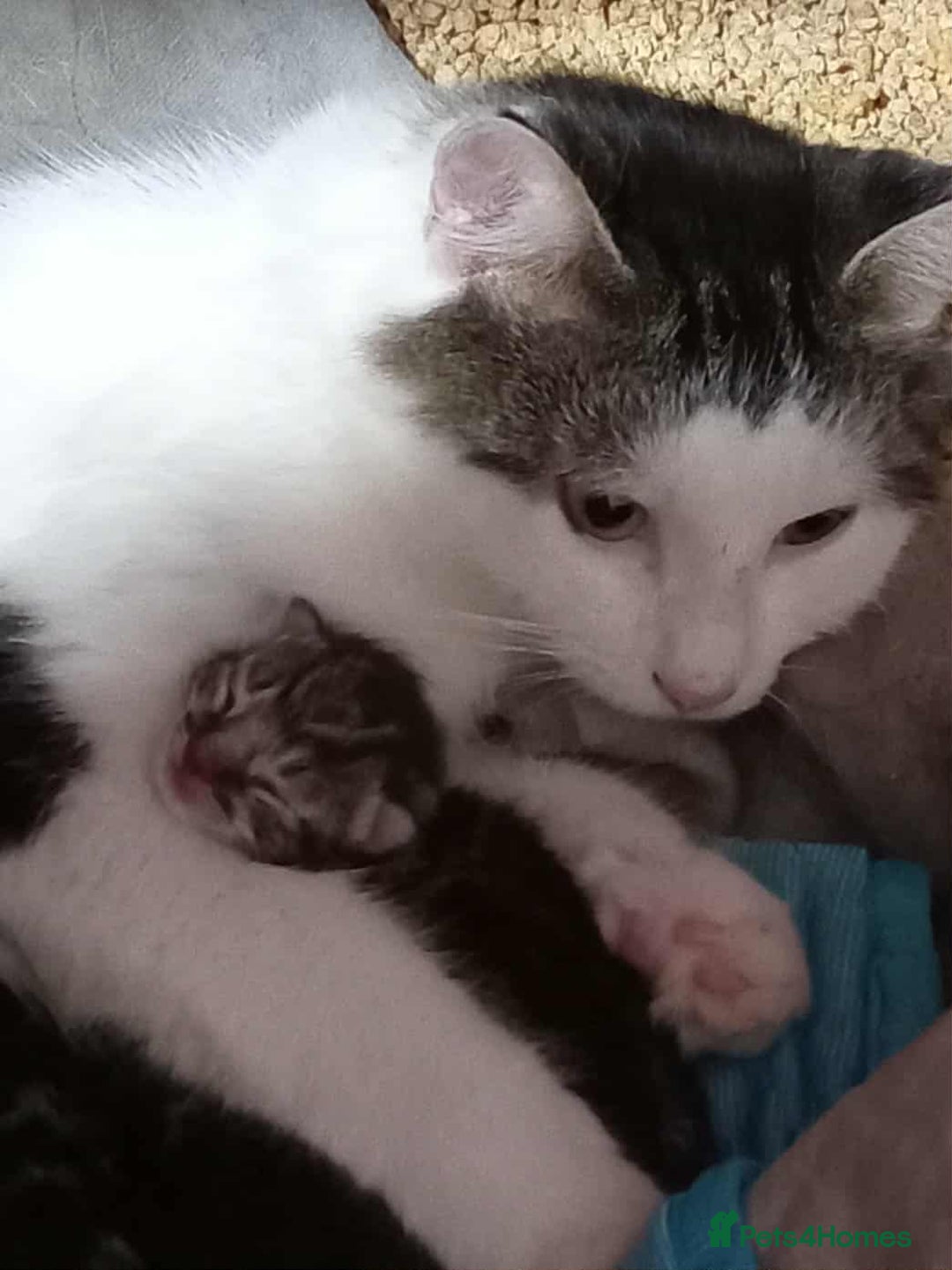 Mixed Breed cats for sale: 4 kittens for sale - Image 1