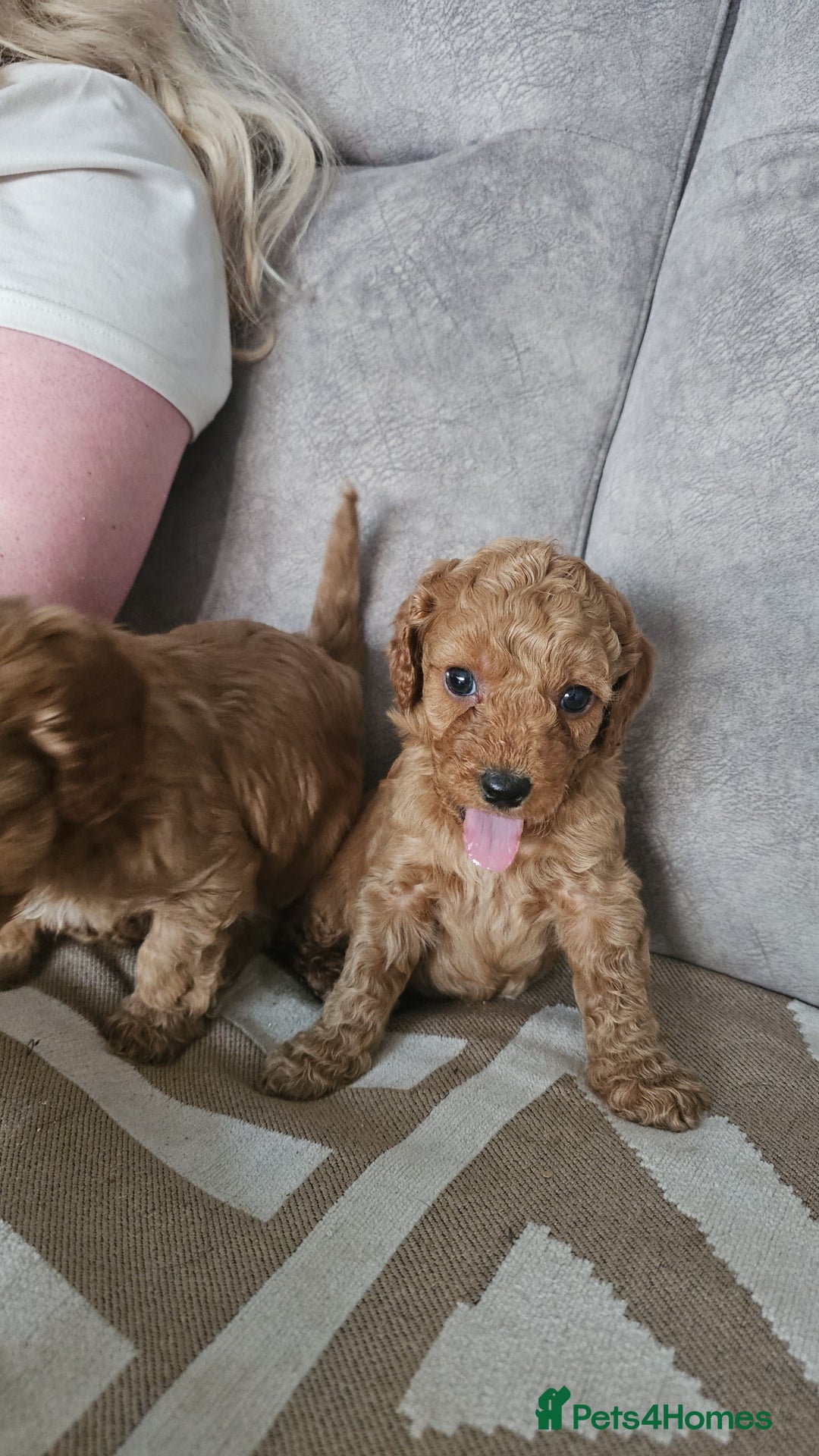 Cavapoo dogs for sale: Dashing Cavapoo Puppies  - Advert 5