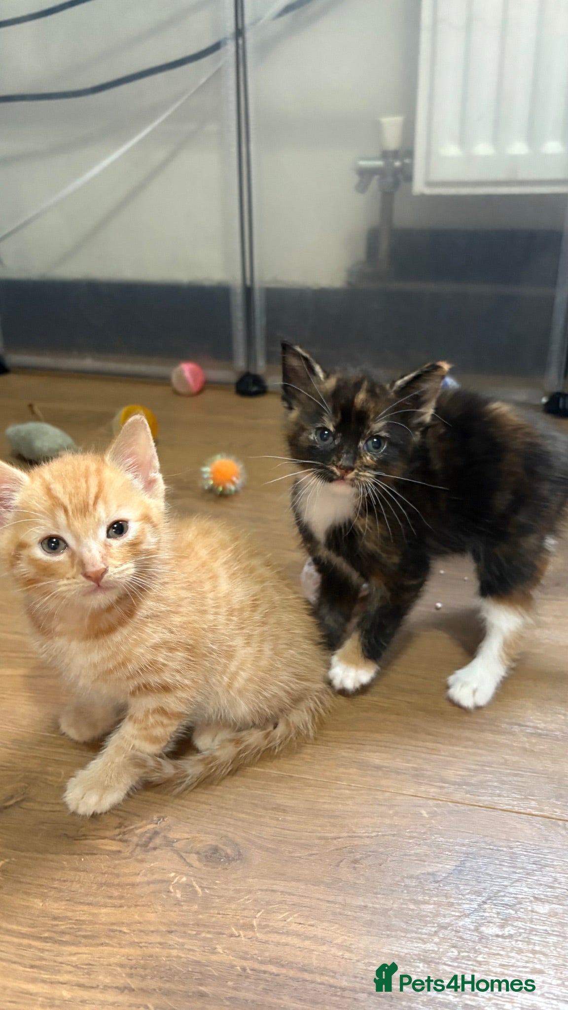 Mixed Breed cats Bengal cross kittens  - Advert 16