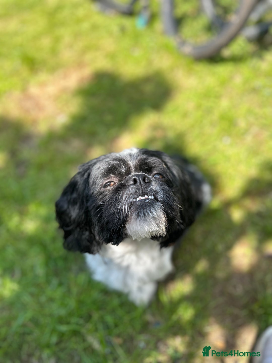 Shih Tzu dogs for stud: Sid the shih tzu stud  - Image 4