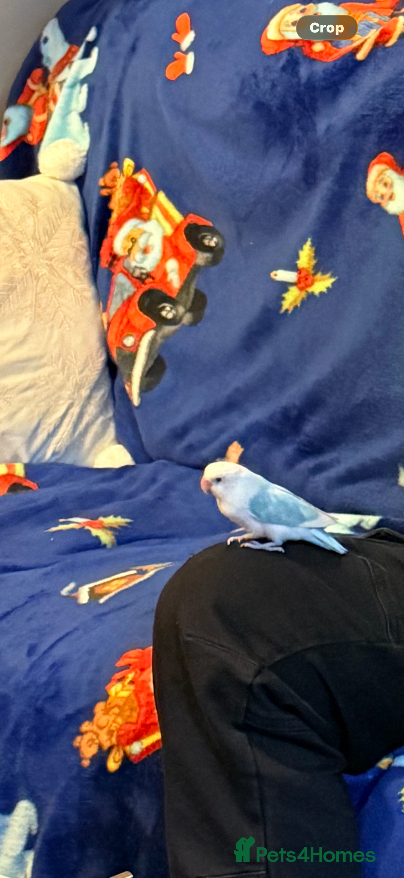 Lovebirds birds 2 love birds for selling only both not separated v - Advert 1