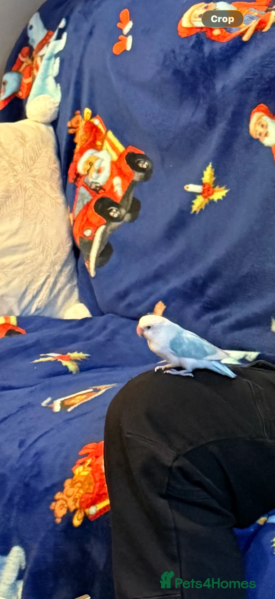 Lovebirds birds for sale: 2 love birds for selling only both not separated v - Advert 1