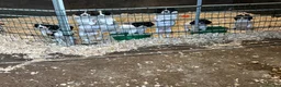 English Springer Spaniel dogs for sale: Springer Spaniels - Advert 3