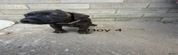 Staffordshire Bull Terrier dogs for sale: 9 Staff puppies - Advert 17