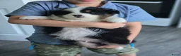 Australian Shepherd dogs for sale: Australian Shepherd  - Advert 6