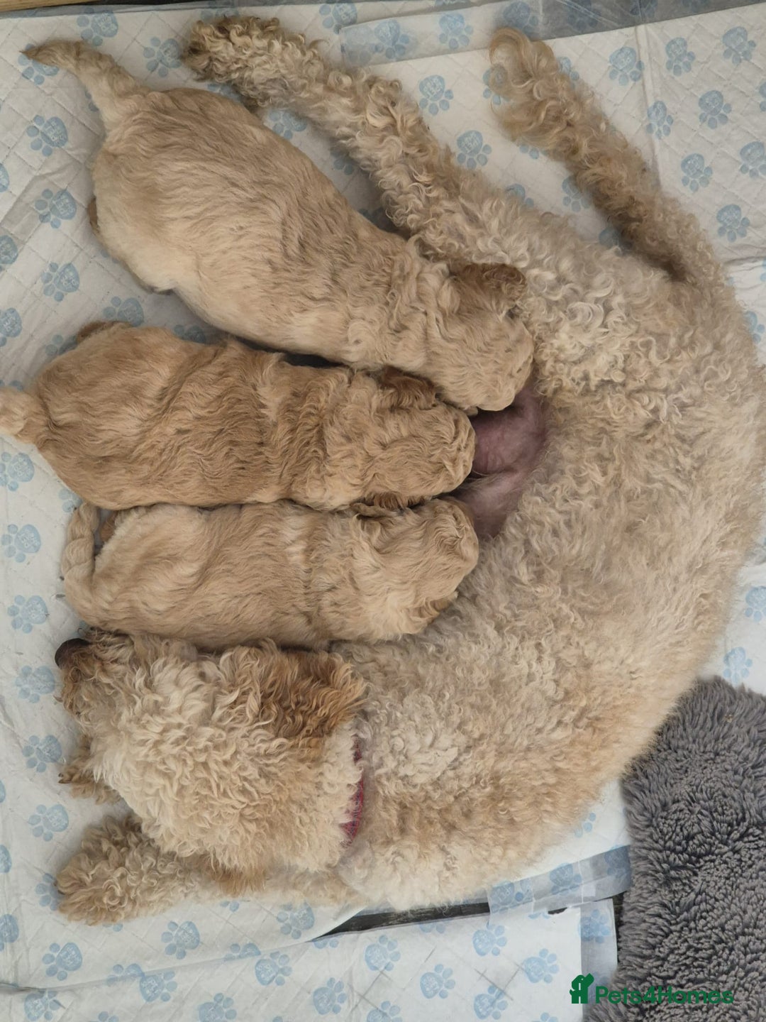 Miniature Poodle dogs for sale: LUXURY Litter of KC Registered Miniature Poodles - Image 30