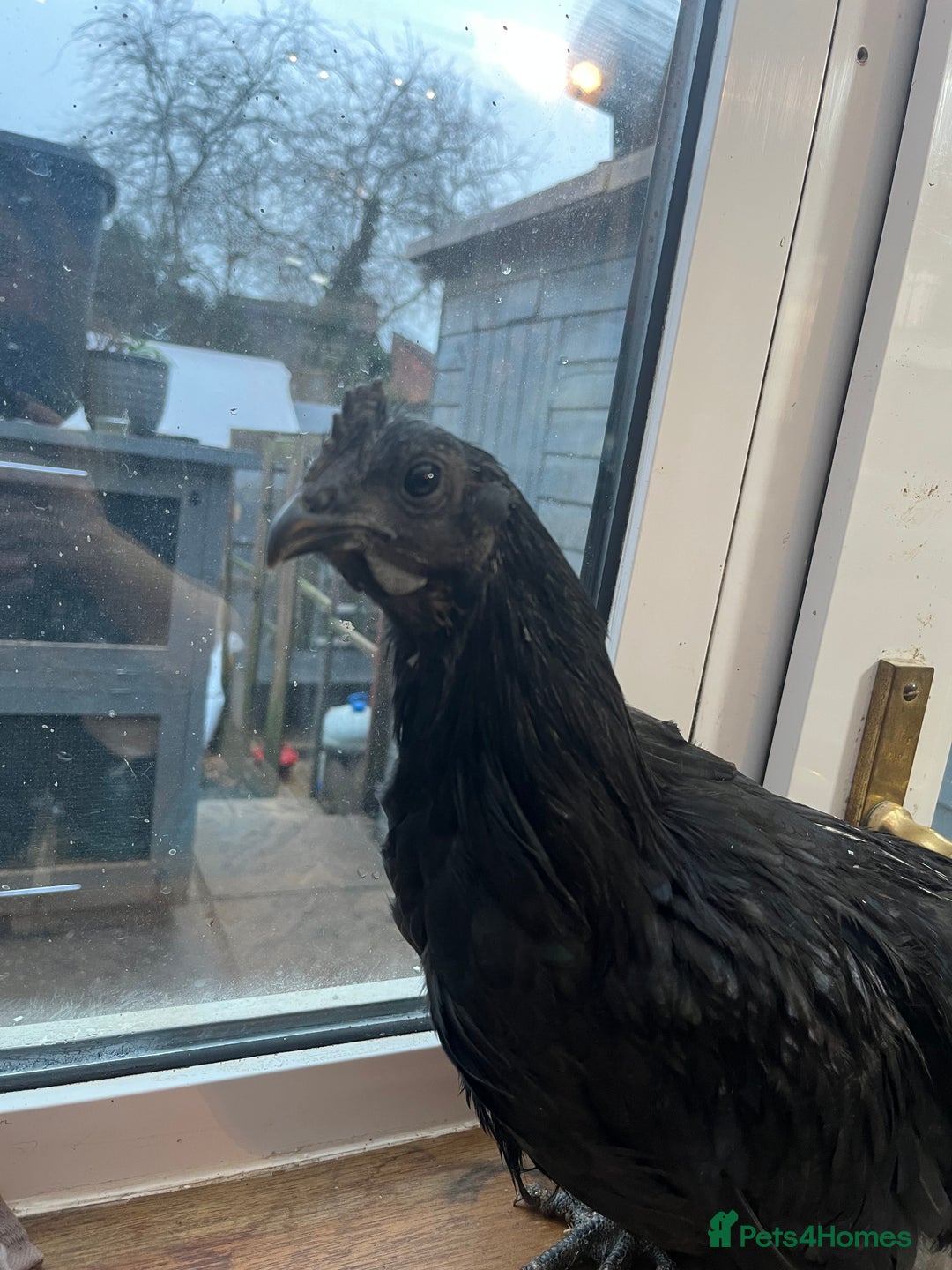 Mixed Breed poultry for sale: Indian runner ducklings and Silkies  - Advert 22