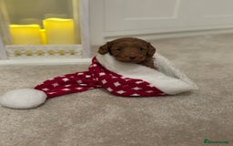 Cockapoo dogs for sale: Red Cockapoo puppies - Advert 3