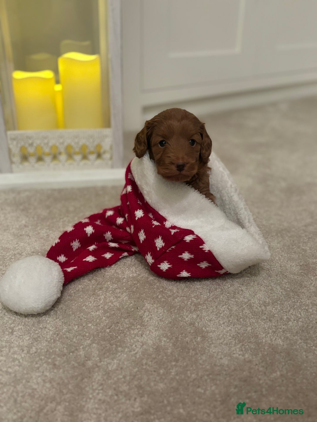 Cockapoo dogs for sale: Red Cockapoo puppies - Advert 3