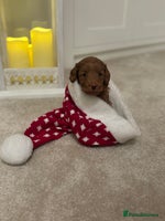 Cockapoo dogs Red Cockapoo puppies - Advert 4