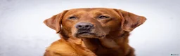 Labrador Retriever dogs for stud: Fox Red Labrador Stud - Jackson  - Advert 2