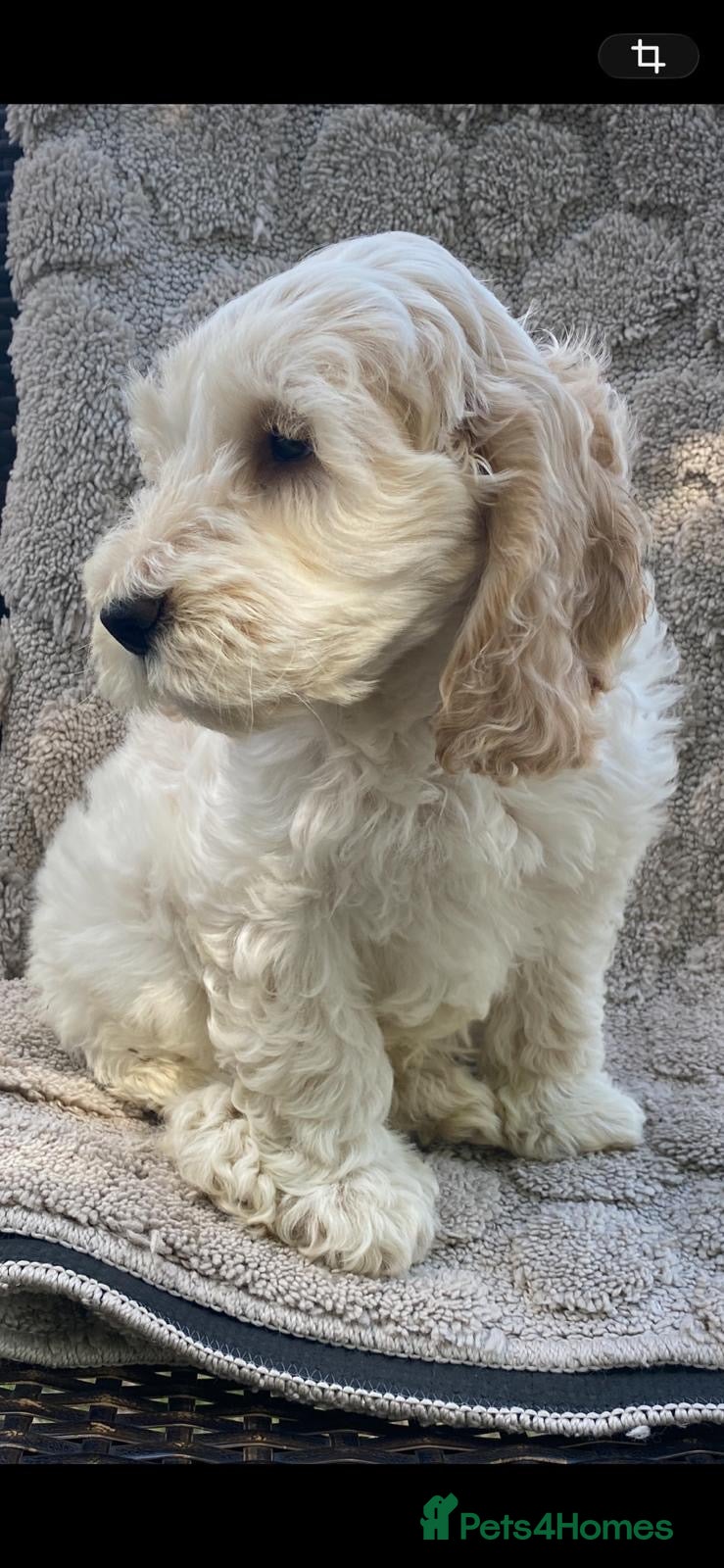 Cockapoo dogs Cockapoo puppies for sale - Advert 1