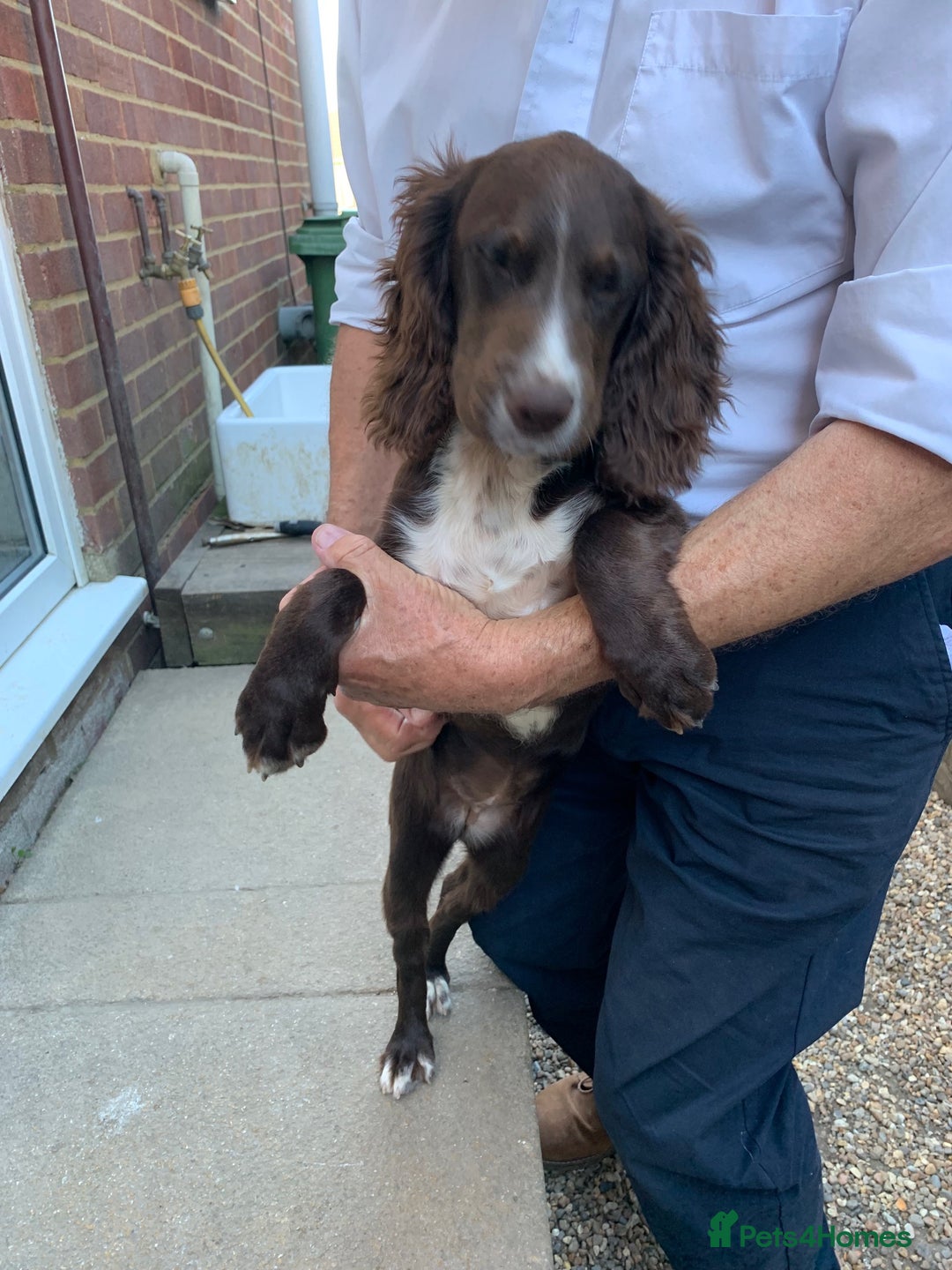 Cocker Spaniel dogs for sale: Working Cocker Spaniel puppies in Bexhill-on-Sea - Image 20