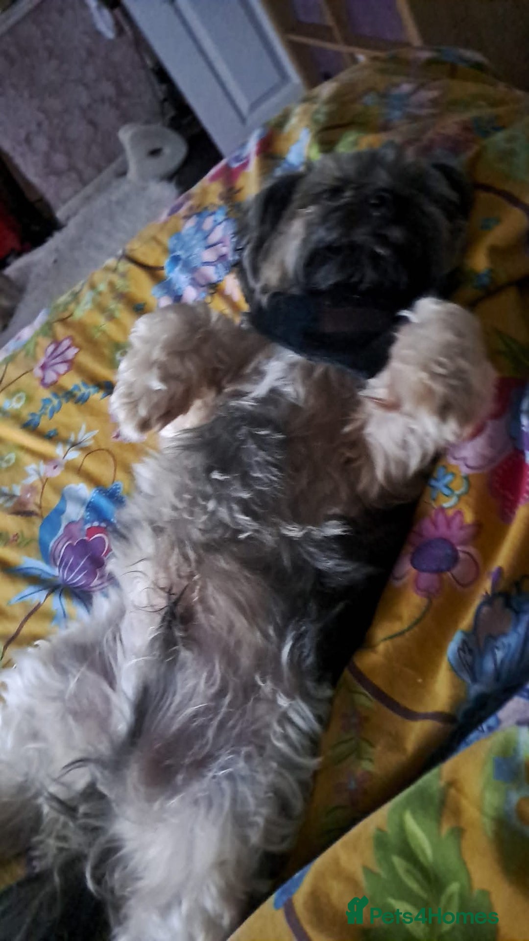 Morkie dogs for sale: Loveable Morkie - Advert 4