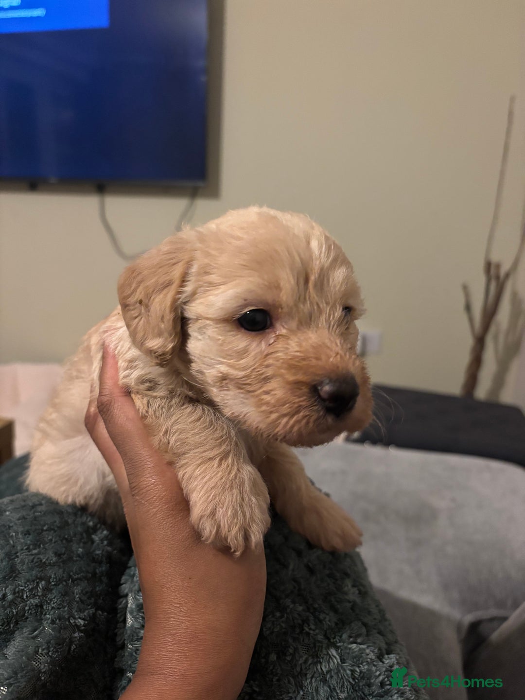 Mixed Breed dogs for sale: Lovely Cockapoo x miniature Labradoodle puppies!  - Advert 18