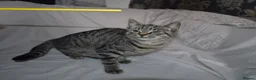 Mixed Breed cats for sale: 6 kittens desperately looking for a forever home - Advert 22