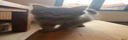 Siberian cats for sale: Two Siberian girls!! - Advert 11