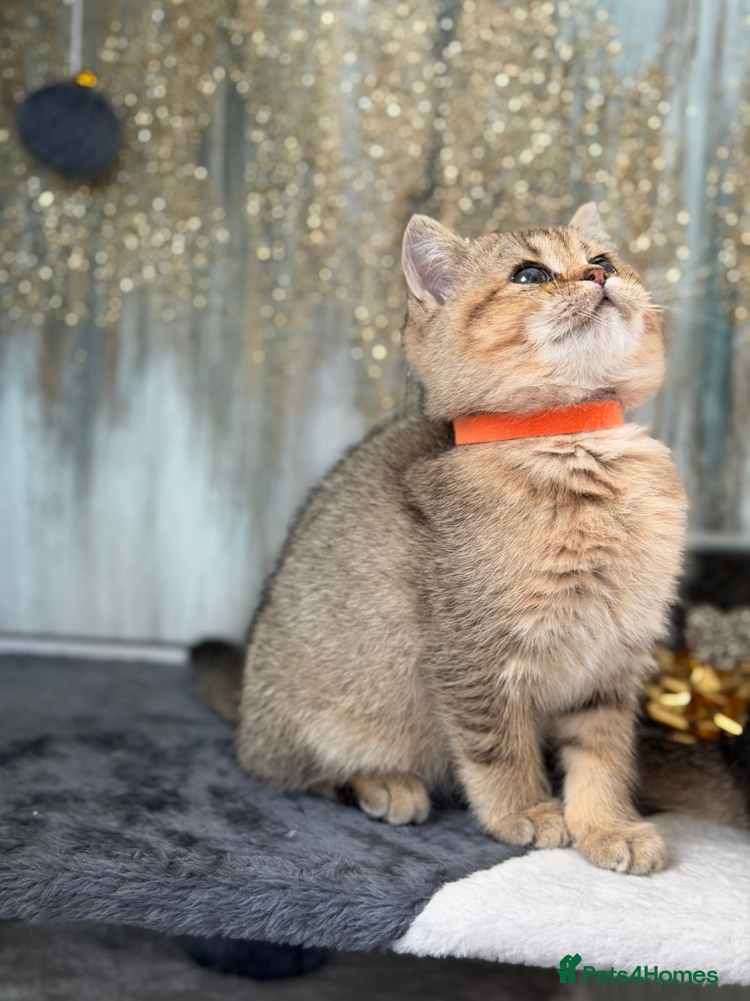 British Shorthair cats for sale: British shorthair Golden kittens TICA - Advert 8