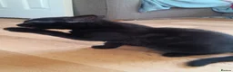 British Shorthair cats for sale: 2 gorgeous playful kittens💗💗 - Advert 5