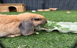 Mini Lop rabbits for sale: Bonded Pair of Beautiful Rabbits - Image 4