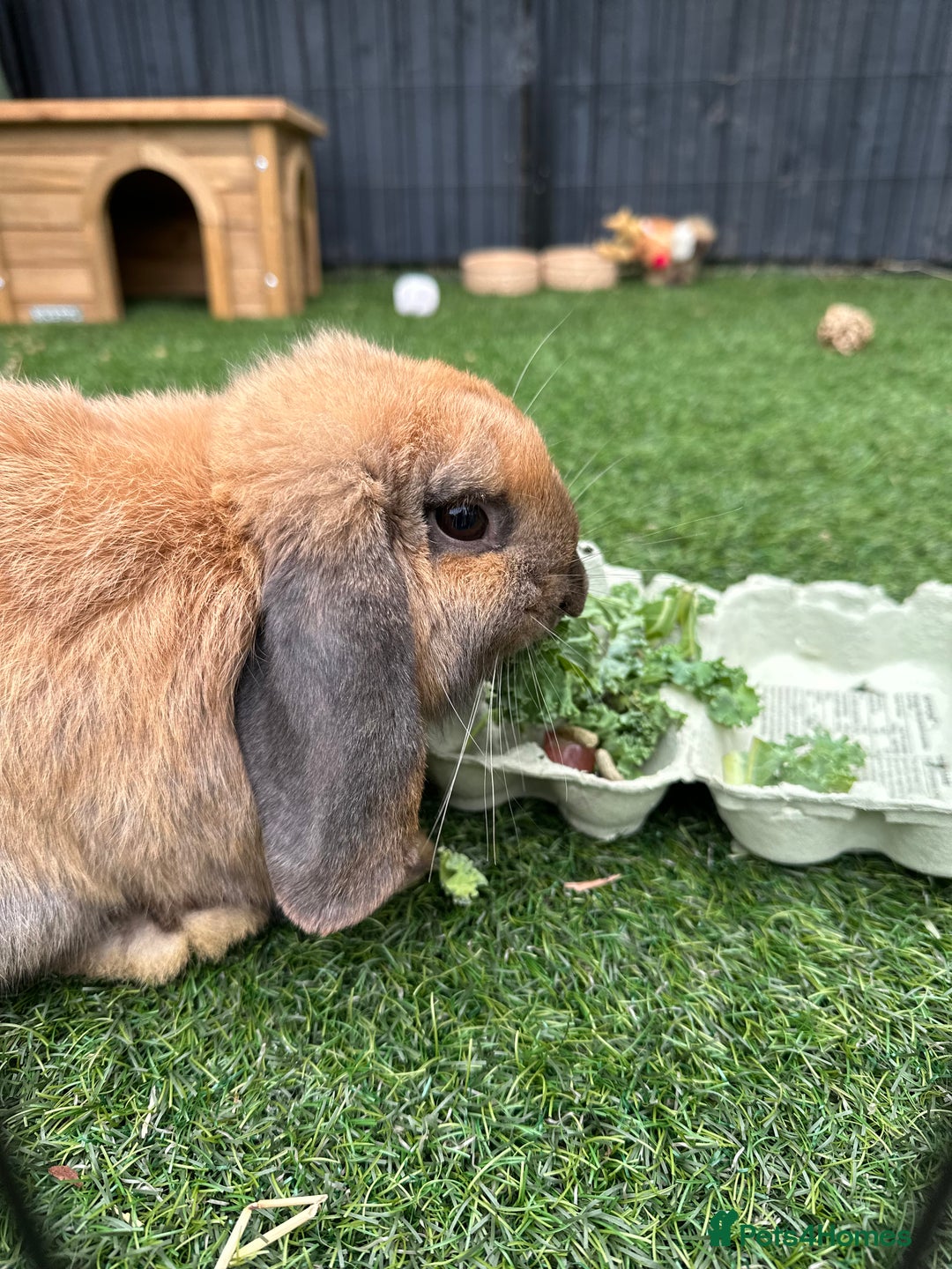Mini Lop rabbits for sale: Bonded Pair of Beautiful Rabbits - Image 4