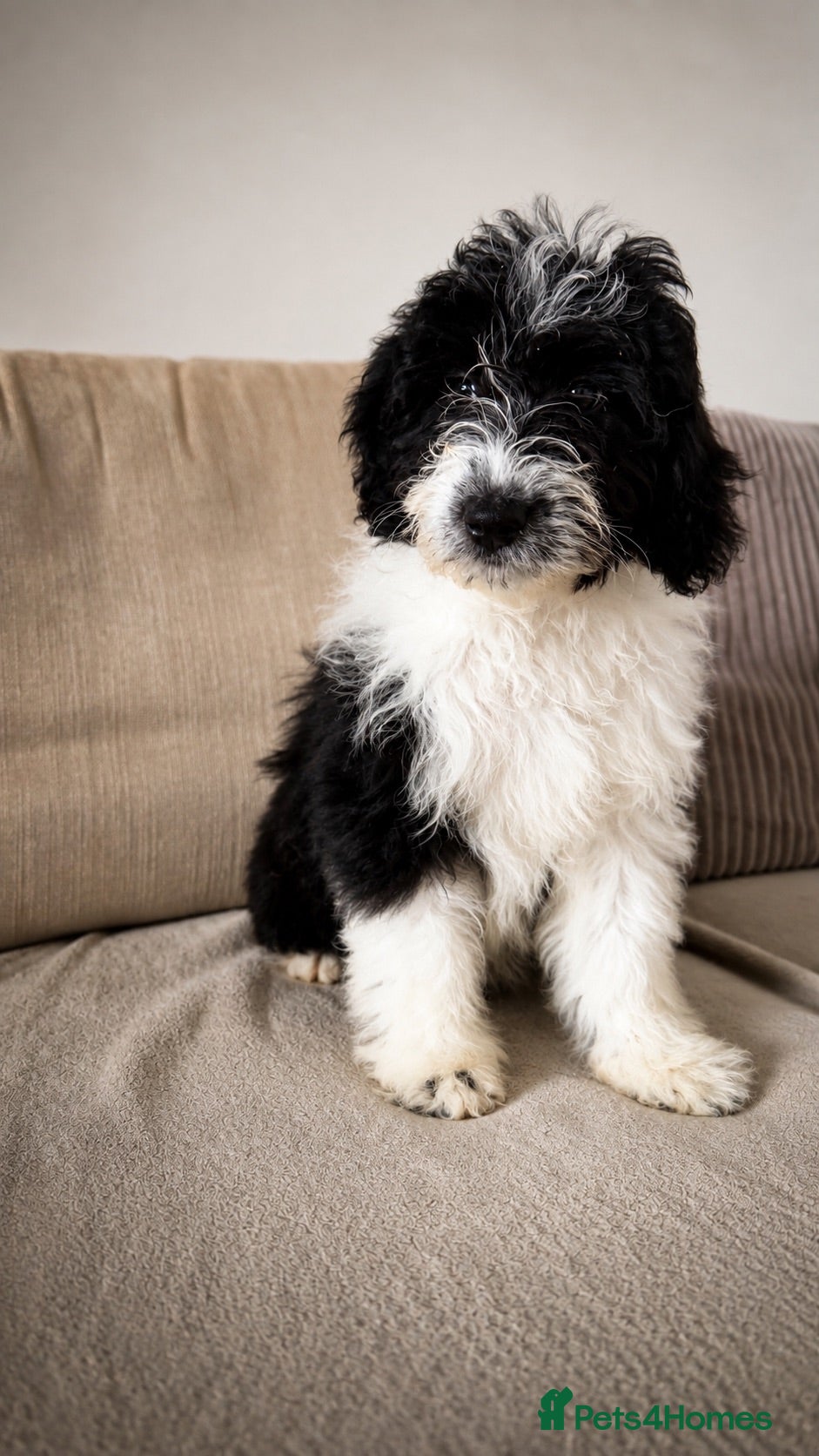 Aussiedoodle dogs Aussiedoodle F1 Health Tested KC registered parent - Advert 1