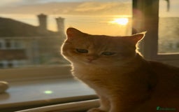 British Shorthair cats for sale: READY 2 Black Golden / Corin BSH boys - Advert 11