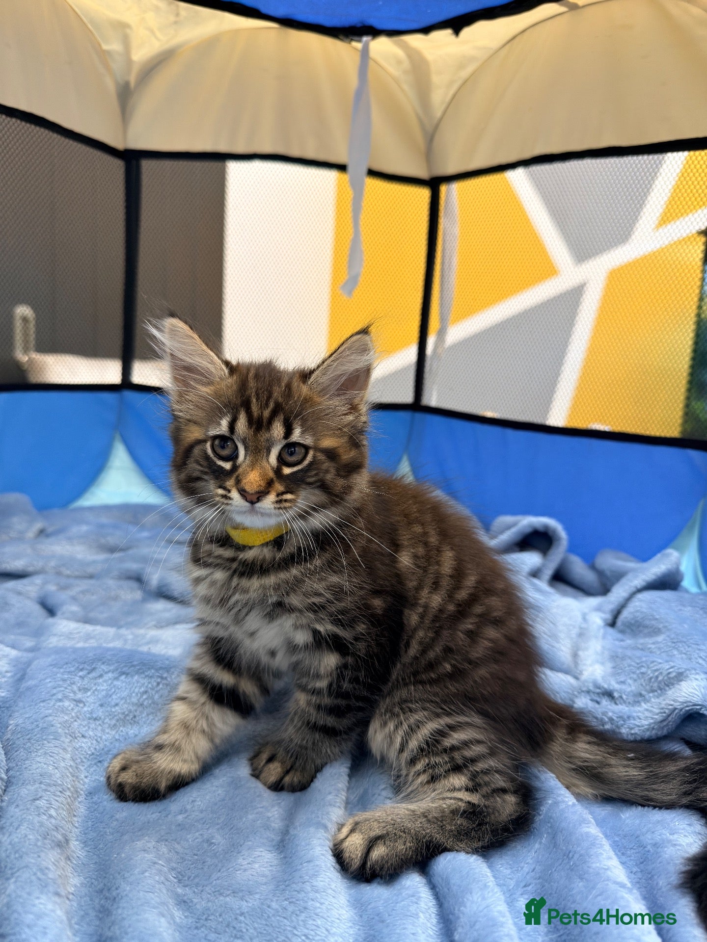 Maine Coon cats Half Maincoon Kitten/ 1 Female Left - Advert 2