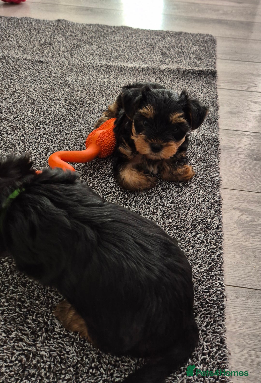 Yorkshire Terrier dogs for sale: Adorable Yorkie Puppies Ready for Loving Homes - Image 3
