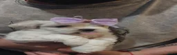 Malshi dogs for sale: MALSHI  - Advert 18
