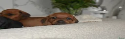 Miniature Dachshund dogs for sale: Beautiful Mini Dachshund Puppies – Home Raised - Advert 12