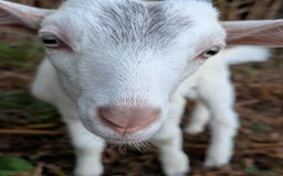 Goats livestock for sale: Twin dairy goats - Image 1