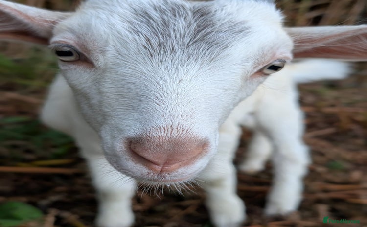 Goats livestock - Advert 2